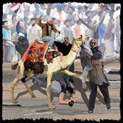 Mubarak-supporters-charge-demonstrators-with-camels